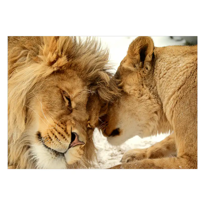 Fototapet Arkiio Lion Tenderness