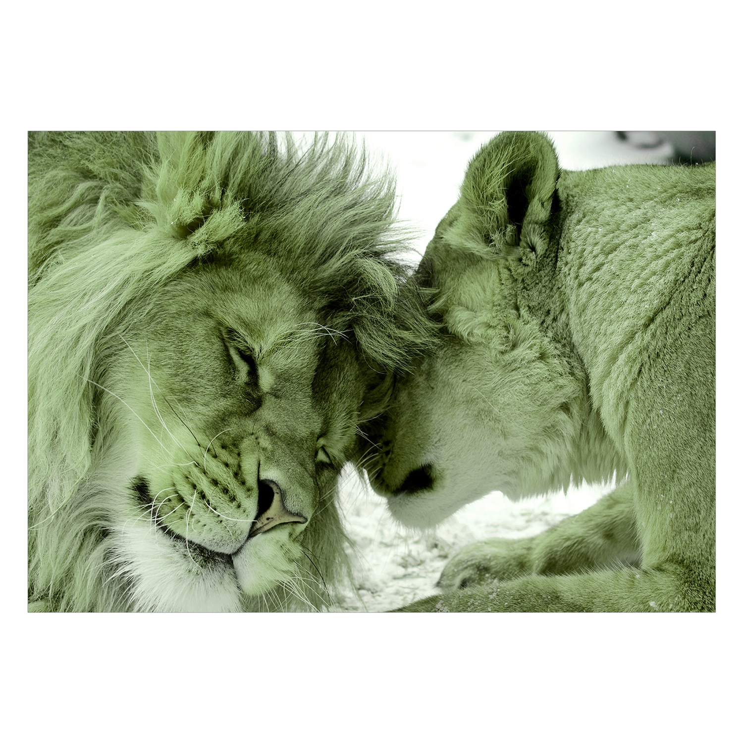Fototapet Arkiio Lion Tenderness Grön