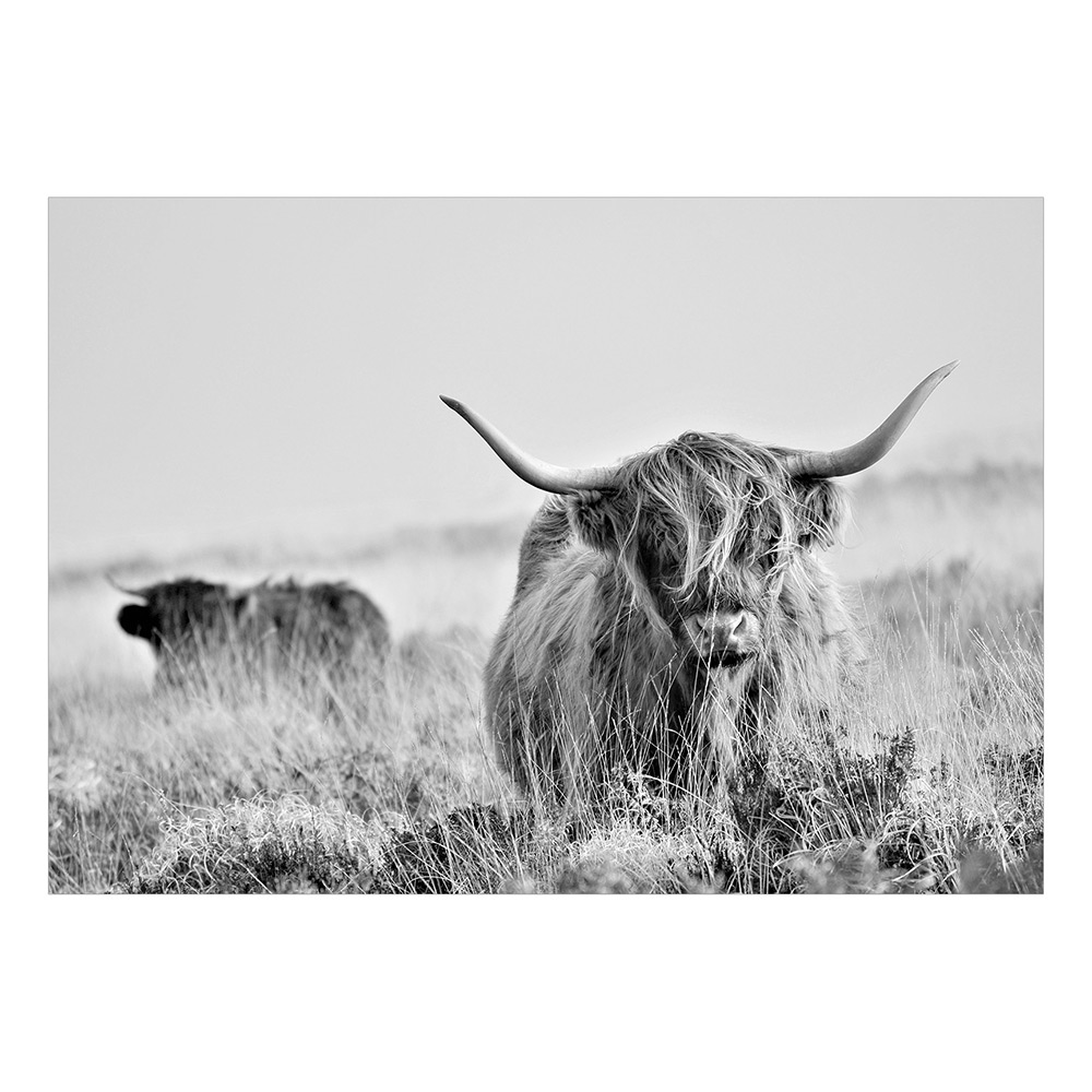 Fototapet Arkiio Highland Cattle Självhäftande