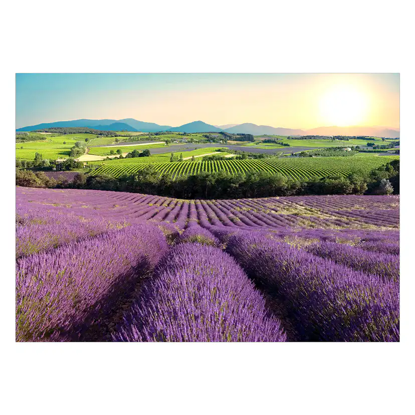 Fototapet Arkiio Lavender Field