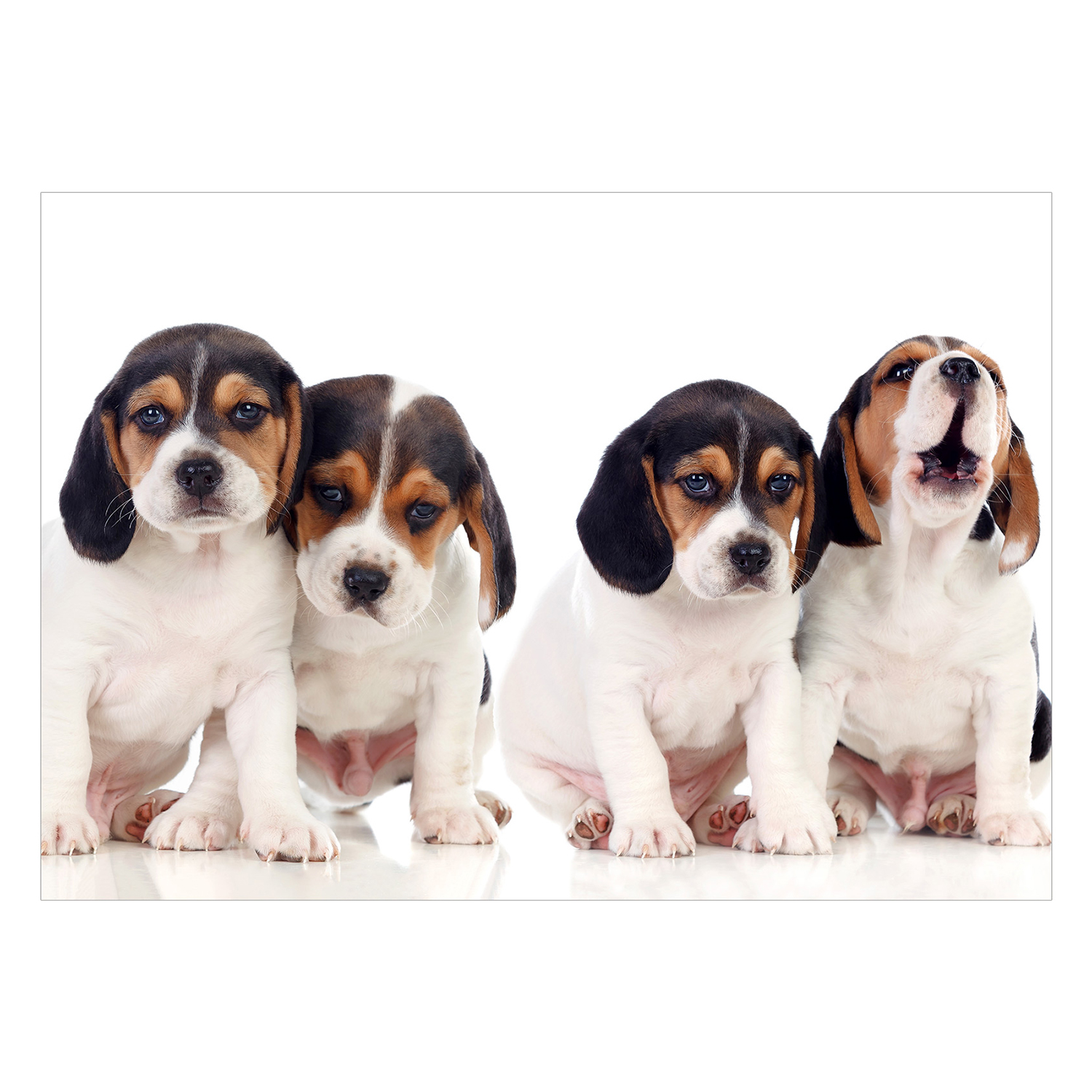 Fototapet Arkiio Sad Puppies