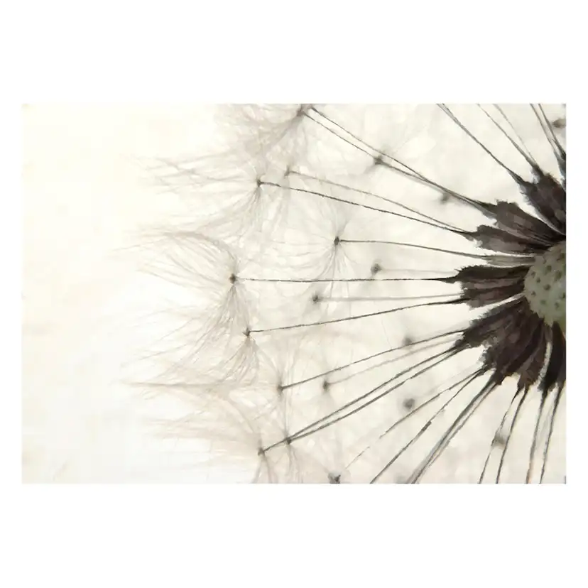 Fototapet Arkiio White Dandelion