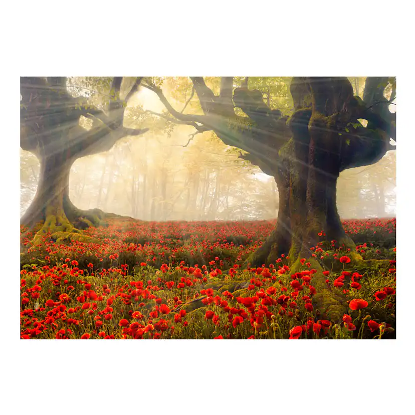 Fototapet Arkiio Morning Among Poppies