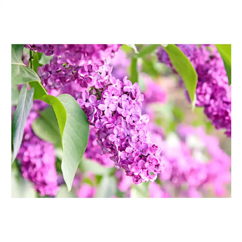 Fototapet Arkiio Lilac Flowers