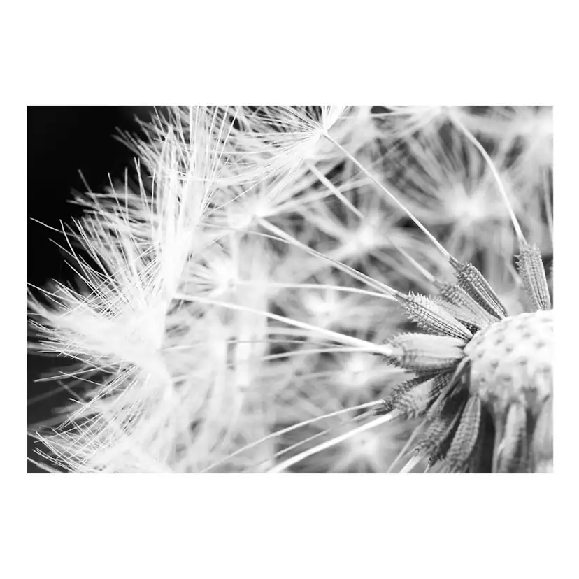 Fototapet Arkiio Black And White Dandelion