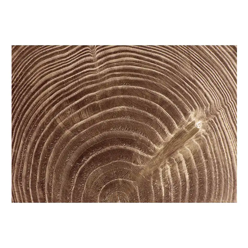 Fototapet Arkiio Raw Tree