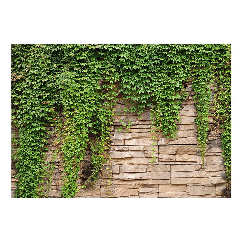 Fototapet Arkiio Ivy Wall