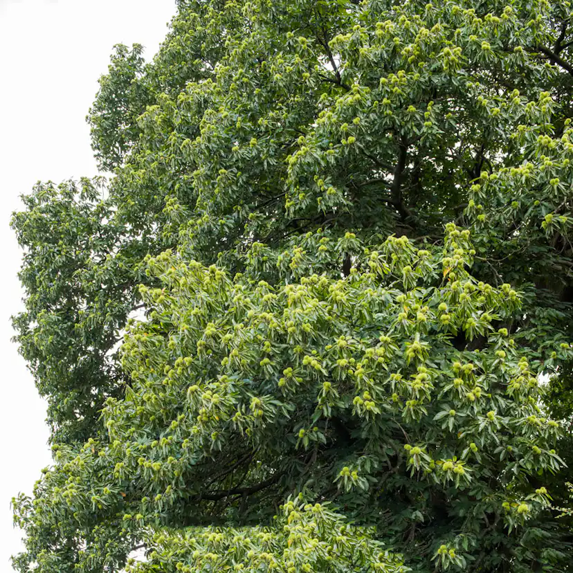 Prydnadsträd Äkta Kastanj Omnia Garden 100-125 cm