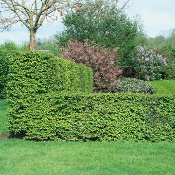 Planta Avenbok Omnia Garden 30-50 cm