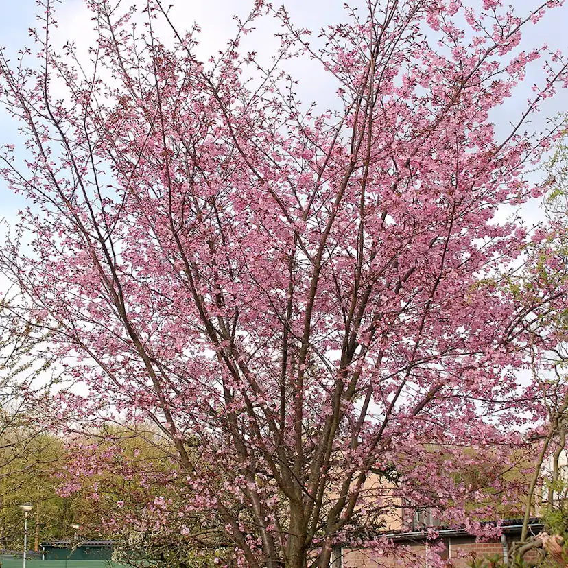 Prydnadsträd Bergkörsbär Omnia Garden 150-200 cm