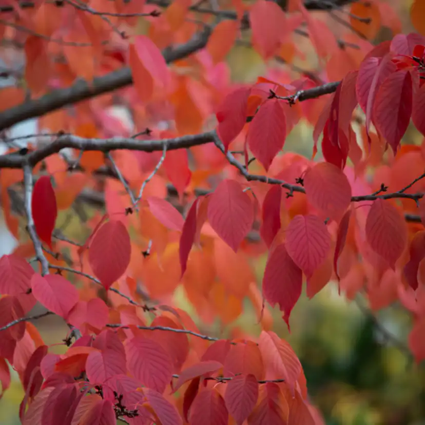 Prydnadsbuske Omnia Garden Solitär Bergkörsbär med Rosa Blomning & Grönt Lövverk, 150-200cm
