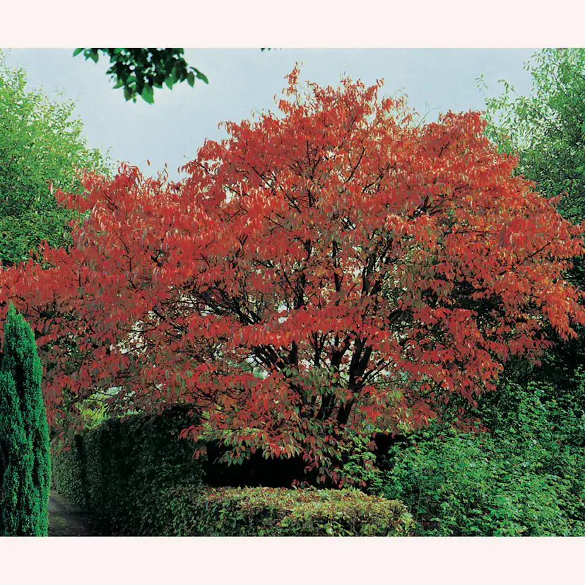 Prydnadsbuske Omnia Garden Solitär Bergkörsbär med Rosa Blomning & Grönt Lövverk, 150-200cm