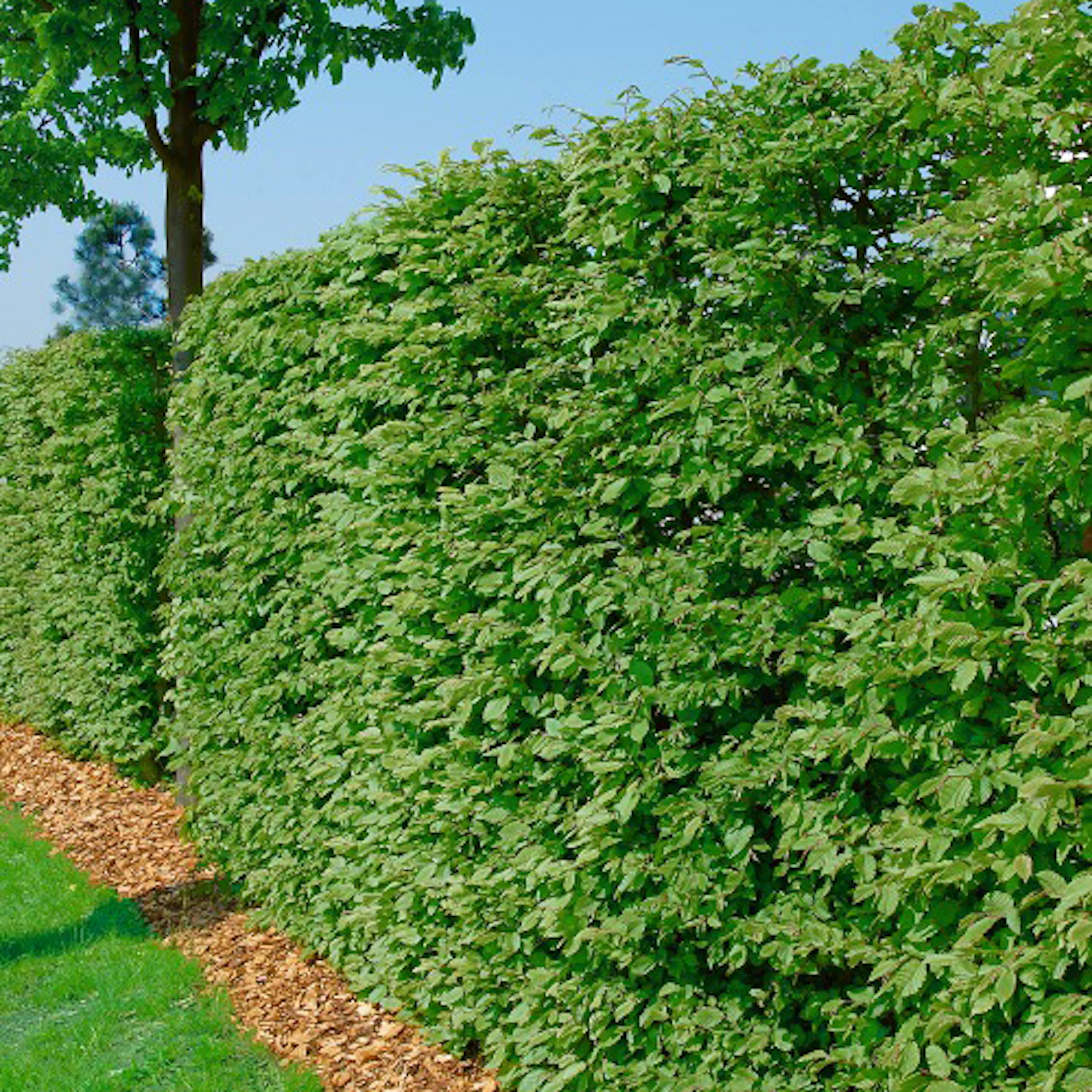 Bok Omnia Garden 50-80 cm