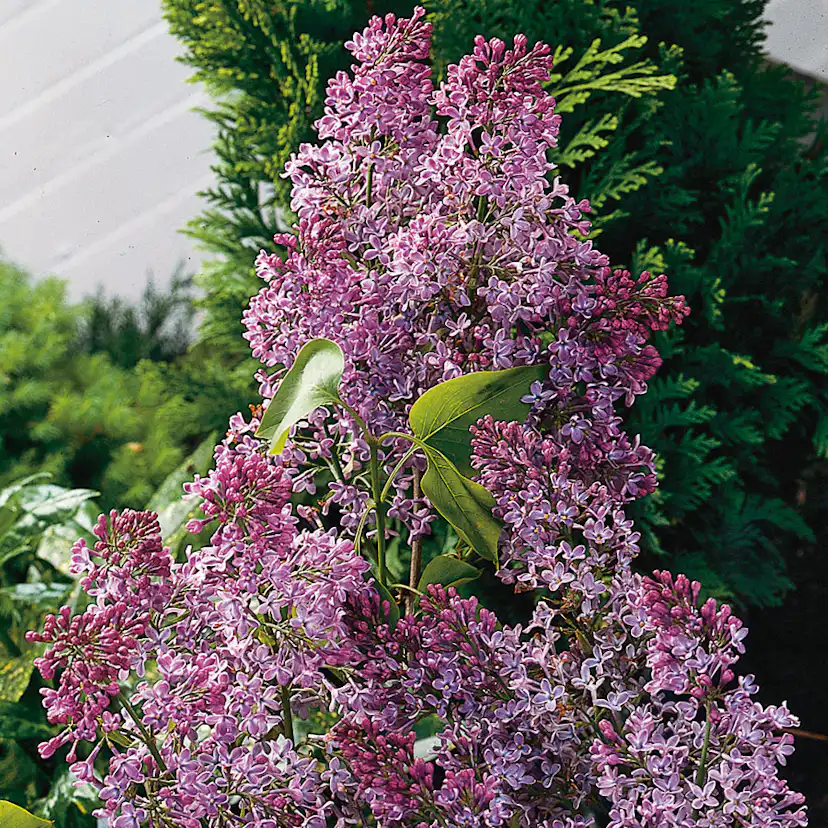 Prydnadsbuske Omnia Garden Bondsyrén