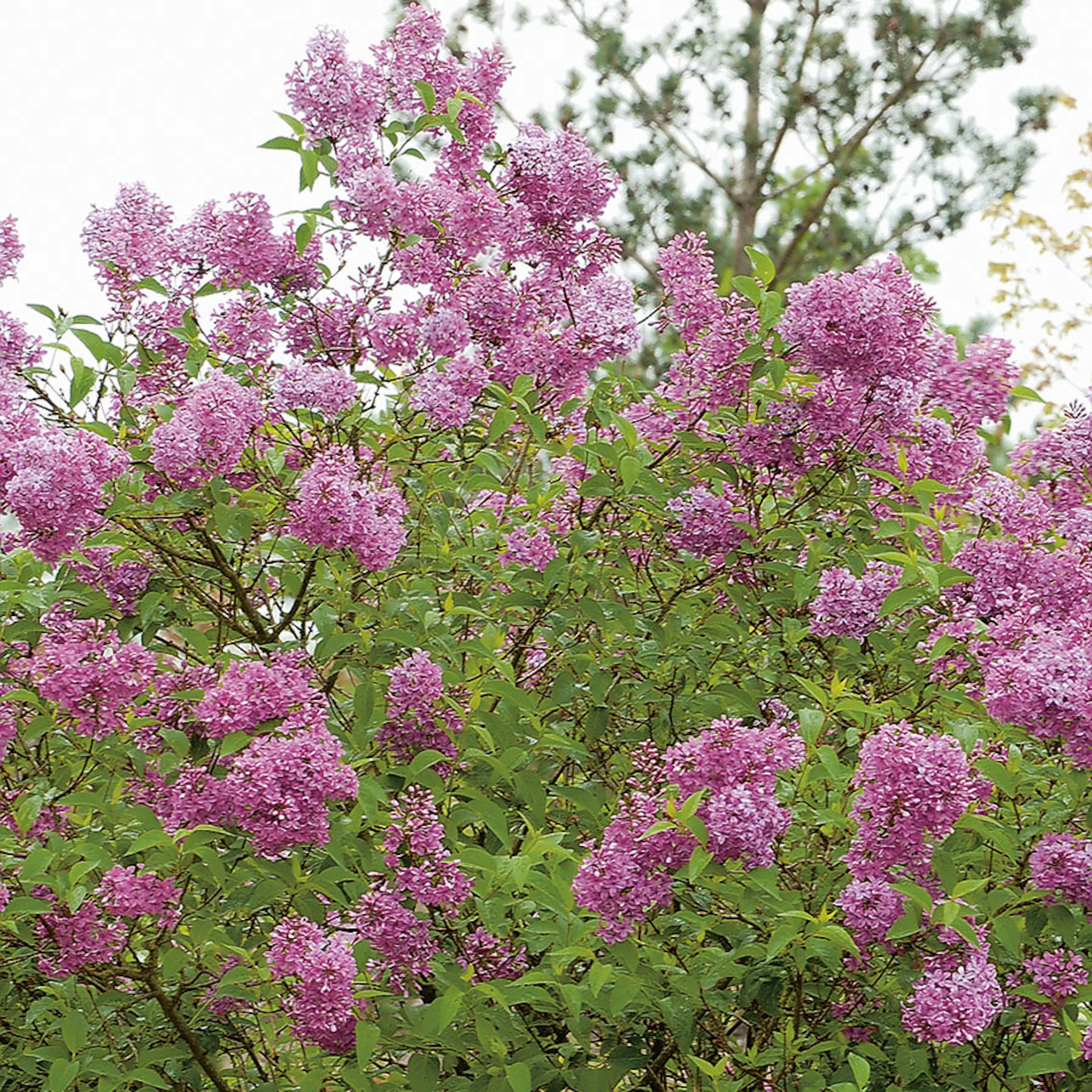 Prydnadsbuske Omnia Garden Bondsyrén