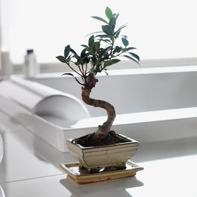 Bubbelbadkar Westerbergs Pacific SQ