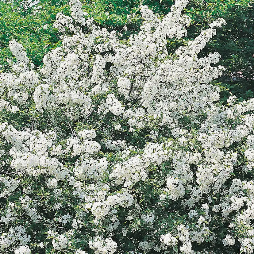 Prydnadsbuske Omnia Garden Bukettapel