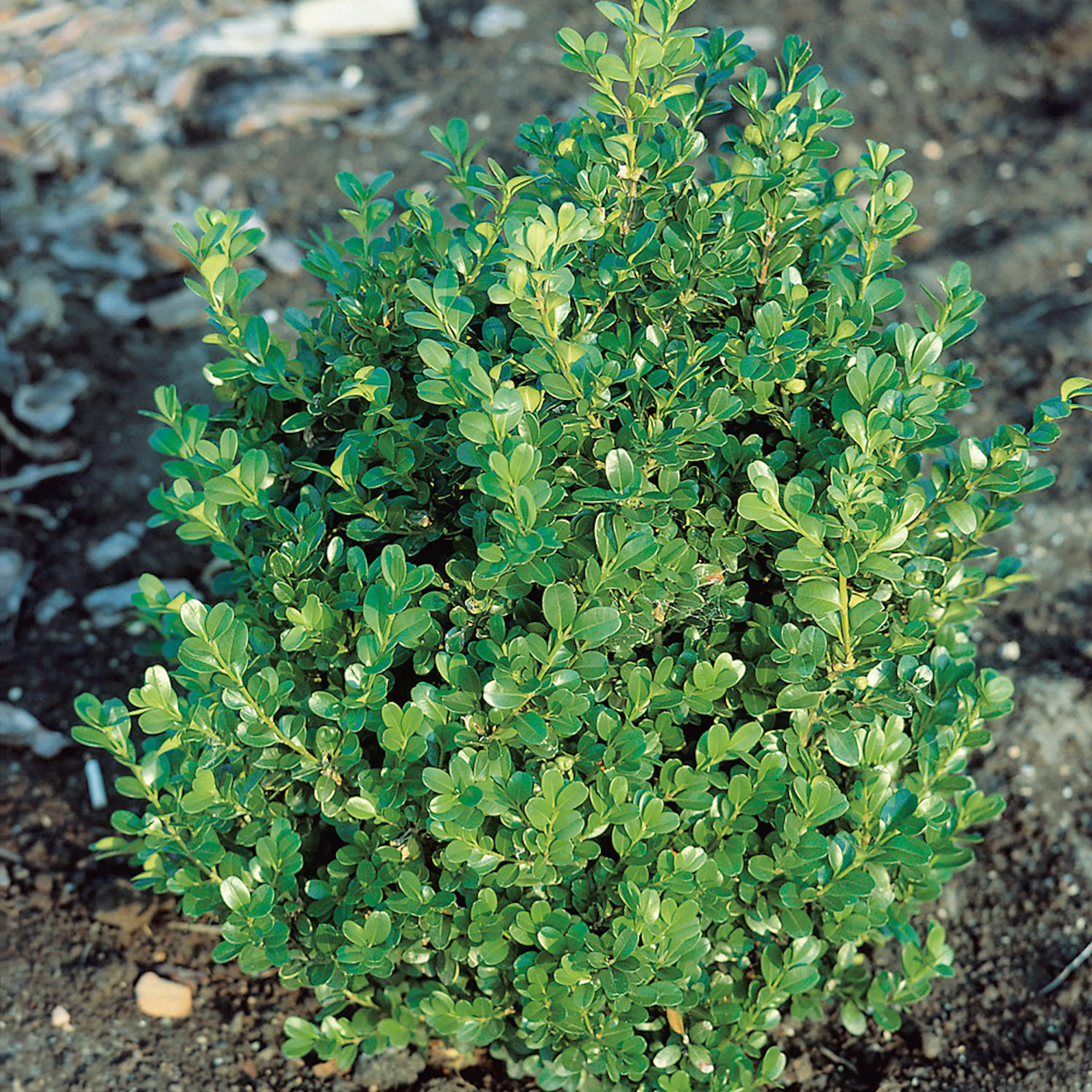 Buske Buxbom Omnia Garden (Buxus Faulkner) 20-30 cm
