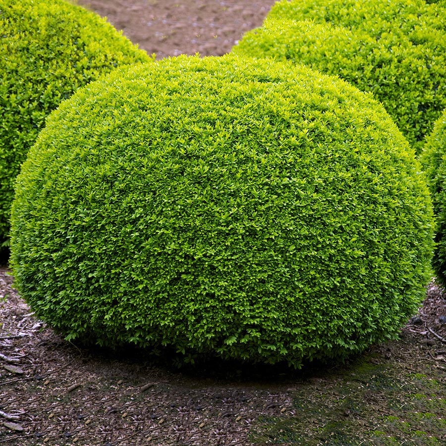 Prydnadsbuske Omnia Garden Buxbom