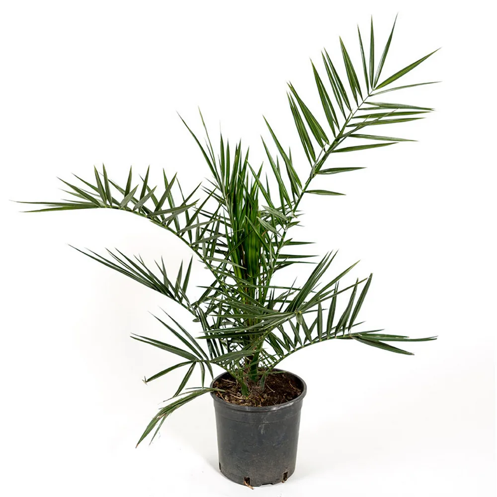 Dadelpalm Omnia Garden