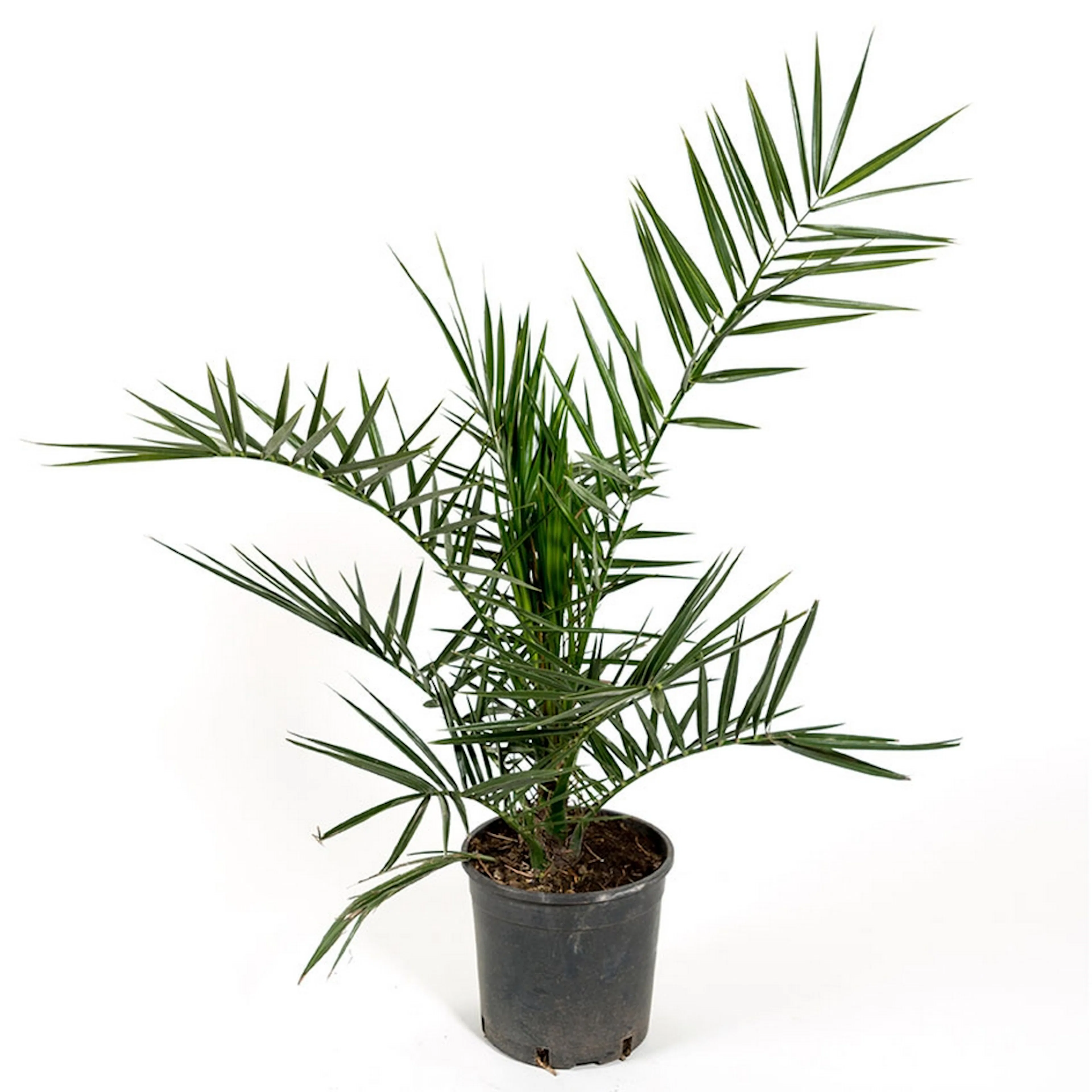 Dadelpalm Omnia Garden