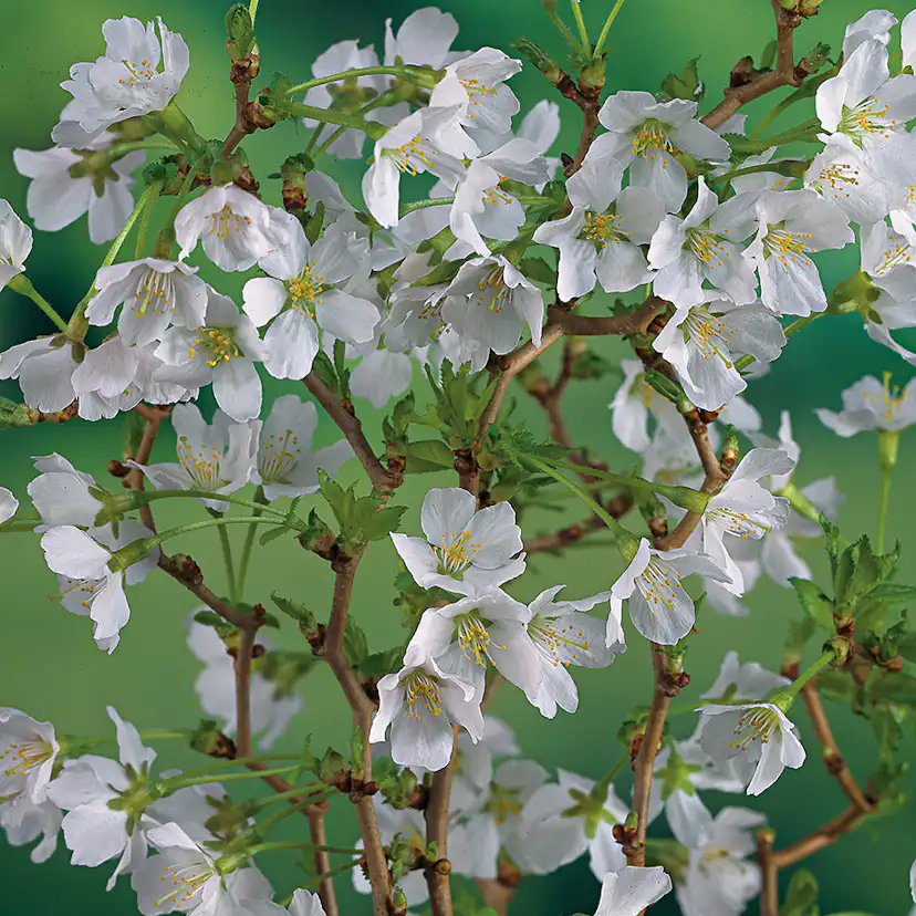 Prydnadsträd Omnia Garden Dvärgkörsbär Kojou-no-mai 60 cm - Vit Blomning