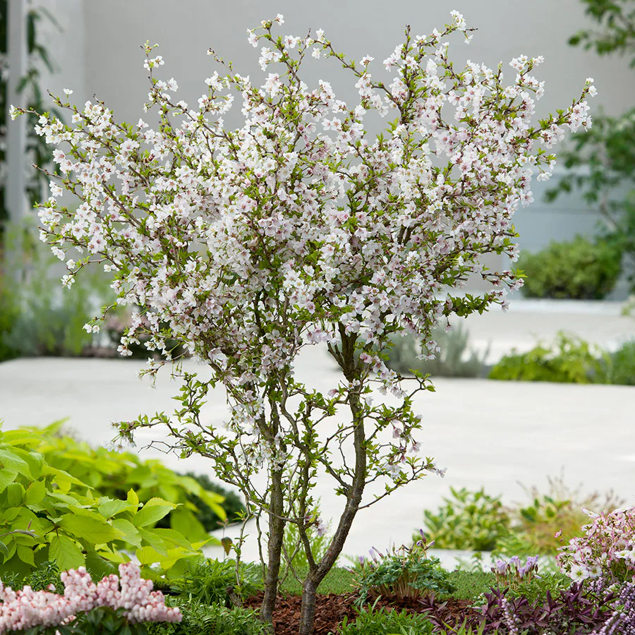 Prydnadsträd Omnia Garden Dvärgkörsbär Kojou-no-mai 60 cm - Vit Blomning