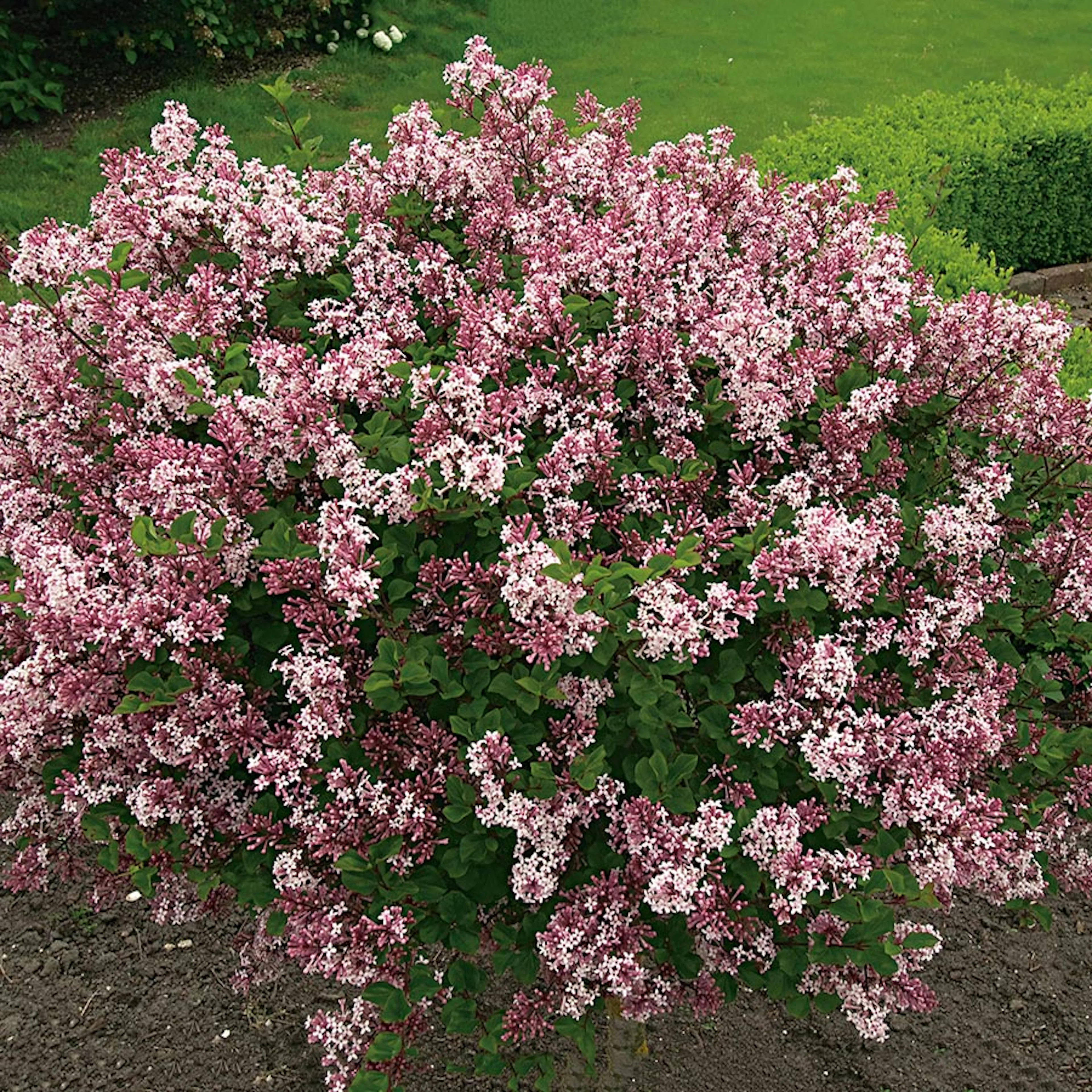 Prydnadsbuske Omnia Garden Dvärgsyrén