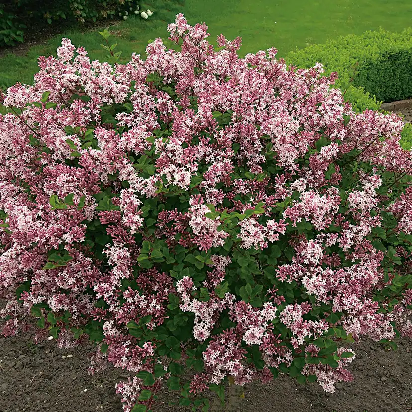 Prydnadsbuske Omnia Garden Dvärgsyrén