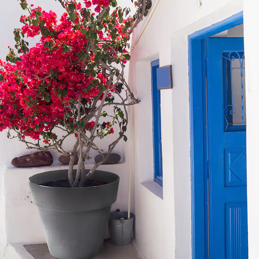 Blomkruka Recal Bariton