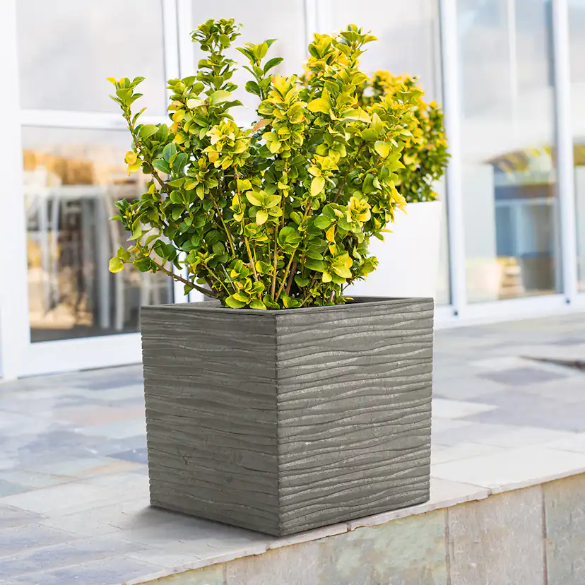 Blomkruka Recal Serenity