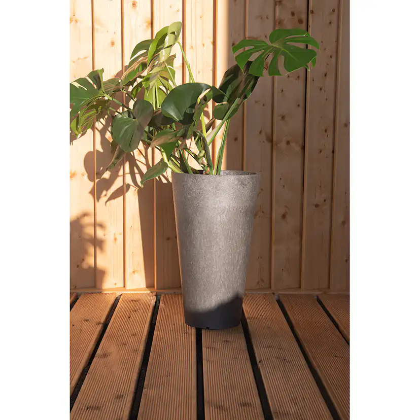 Blomkruka Recal Concerto