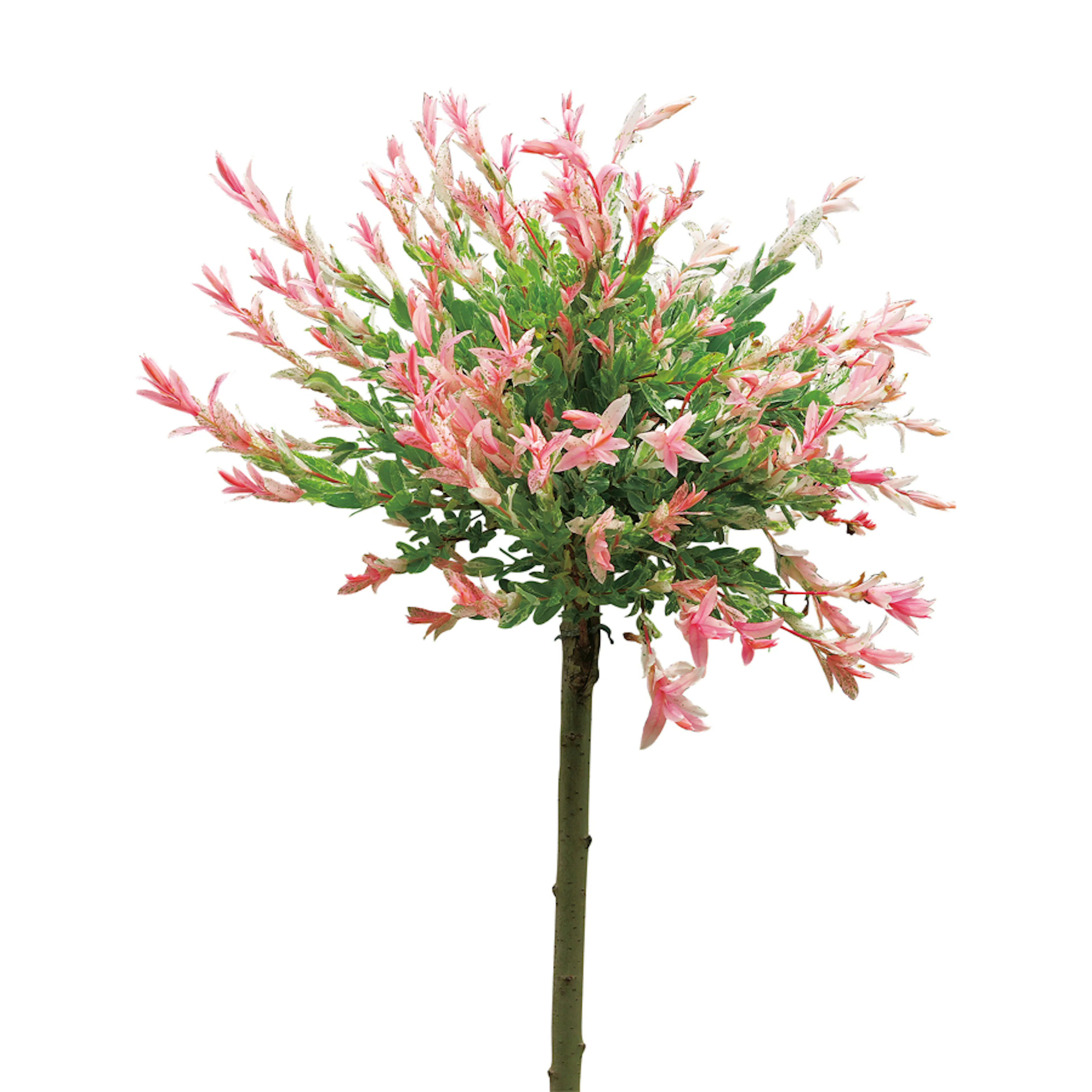 Prydnadsträd Omnia Garden Eukalyptusvide - Träd med Grönt Lövverk & Blomning 60 cm