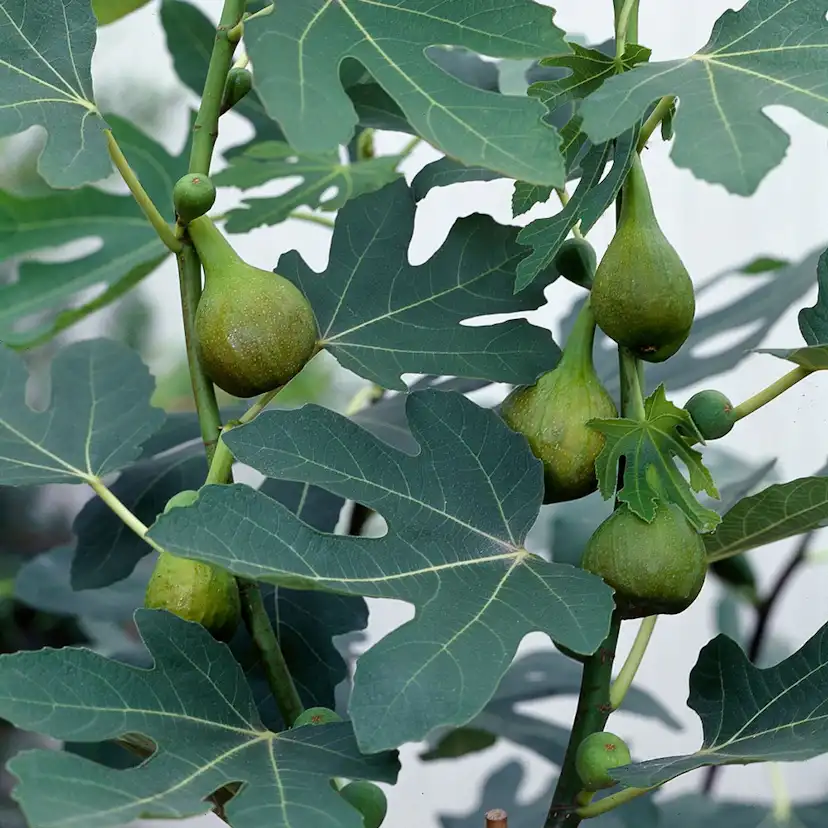 Fikon Bornholm Omnia Garden