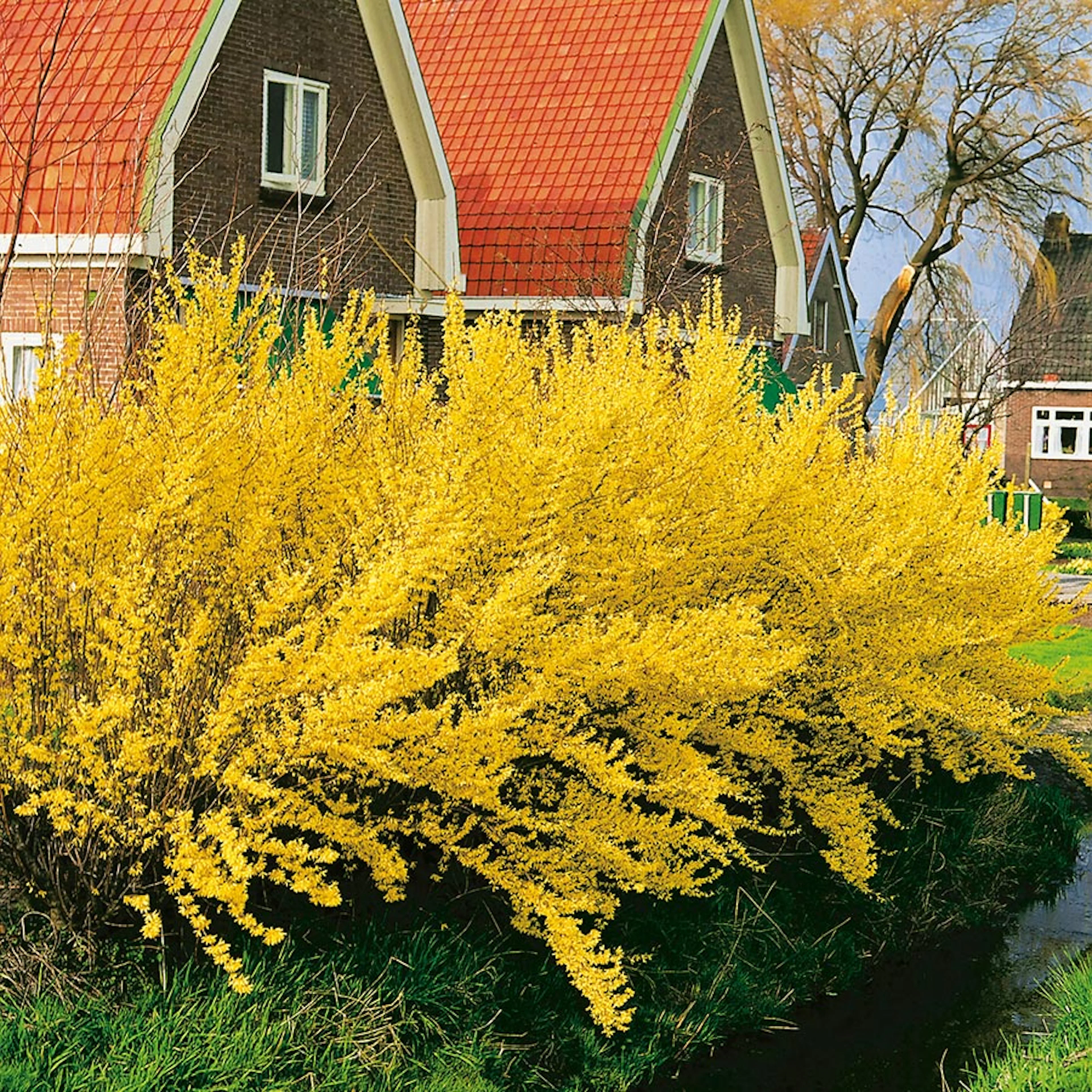 Prydnadsbuske Forsythia Omnia Garden Lynwood Gold