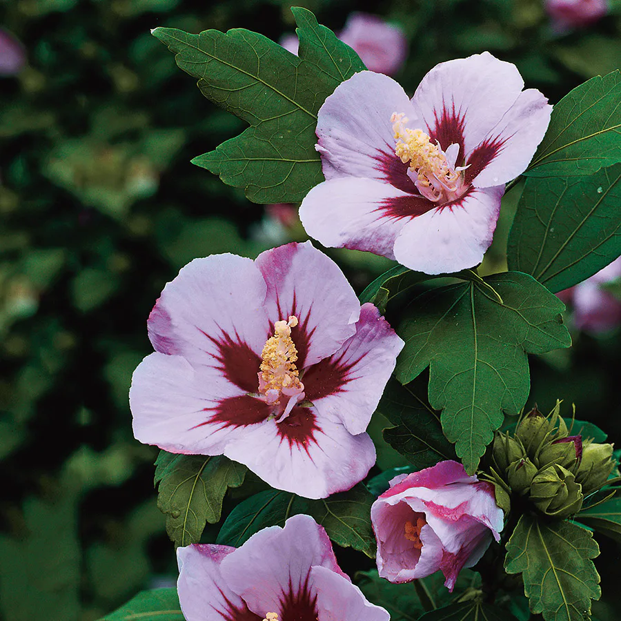 Prydnadsbuske Frilandshibiskus Omnia Garden Hamabo