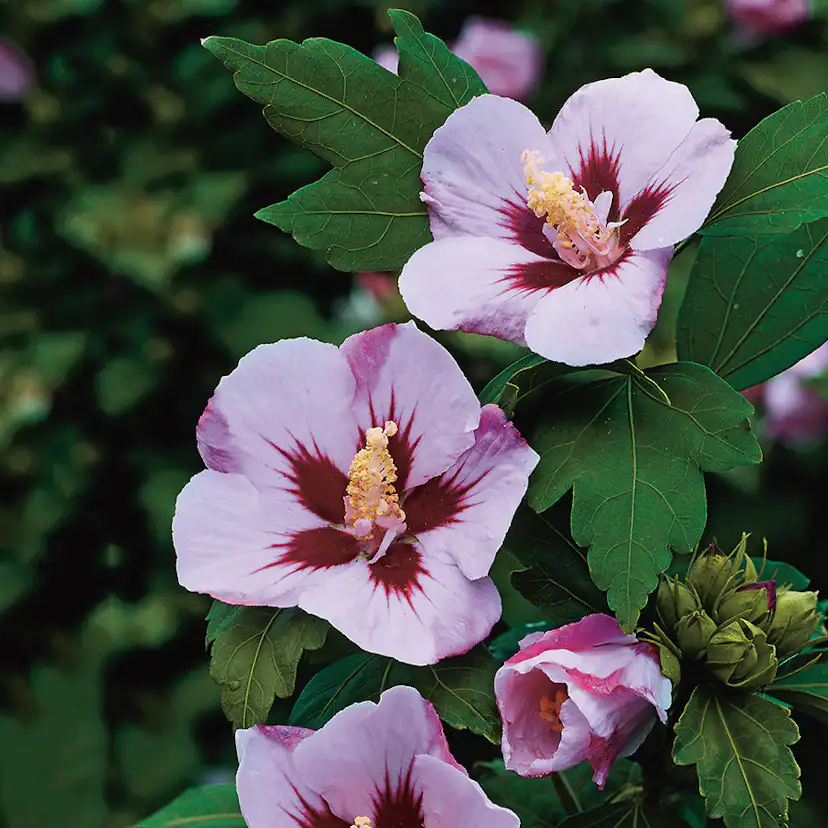 Prydnadsbuske Frilandshibiskus Omnia Garden Hamabo