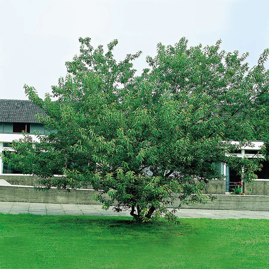 Prydnadsbuske Omnia Garden Ginnalalönn, Vit Blomning, 150-200cm