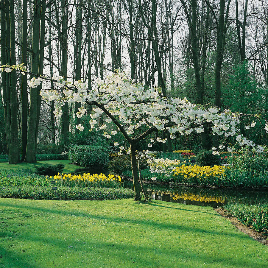 Prydnadsträd Omnia Garden Glanskörsbär Vit Blomning 150-200 cm