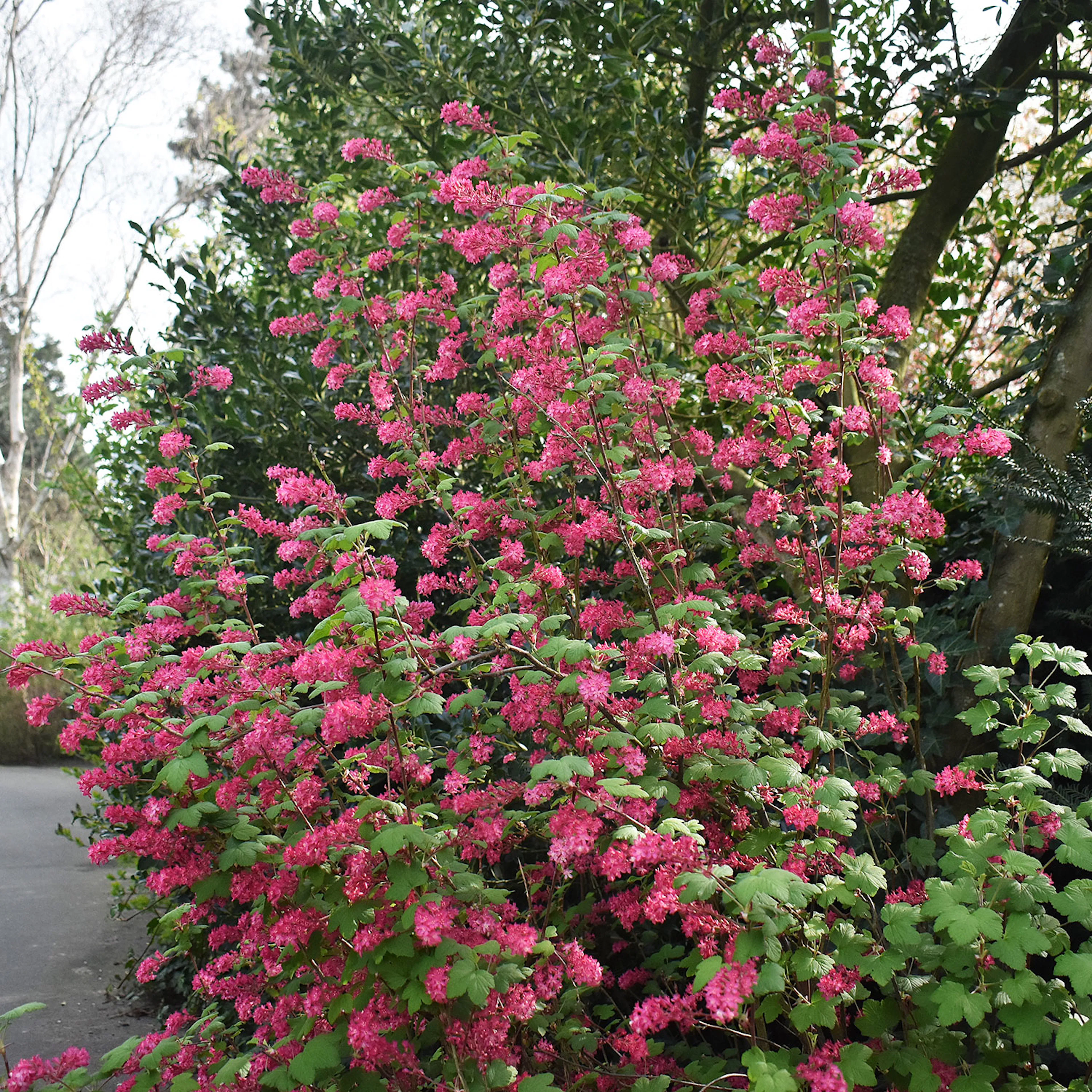 Prydnadsbuske Omnia Garden Rosenrips