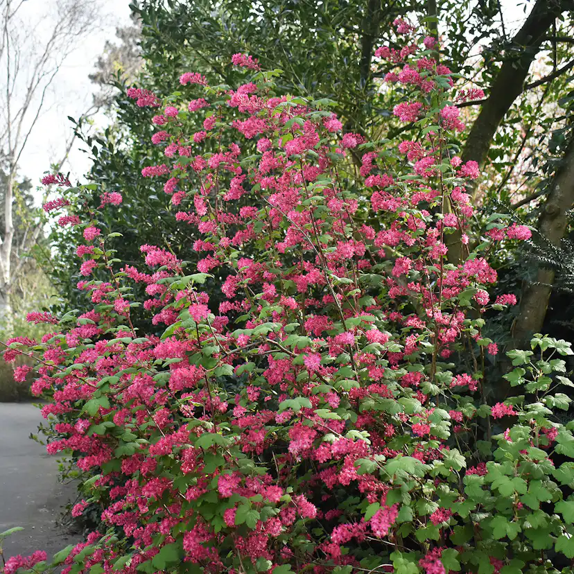 Prydnadsbuske Omnia Garden Rosenrips