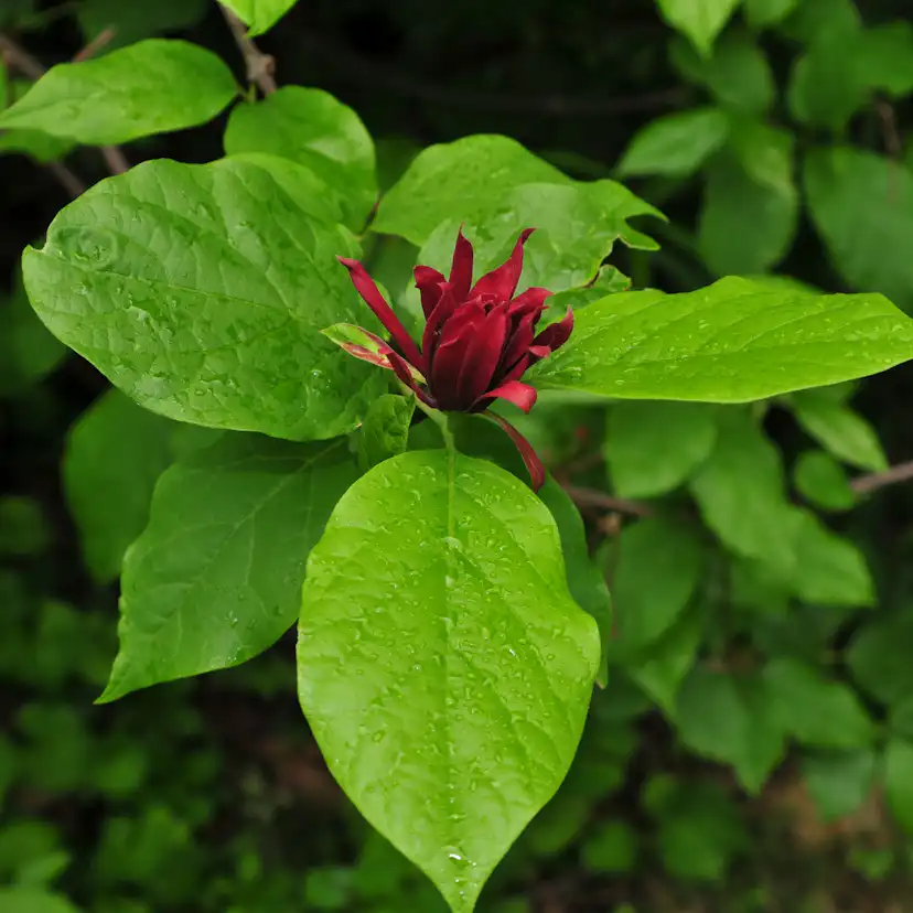 Kryddbuske Omnia Garden 150-200 cm