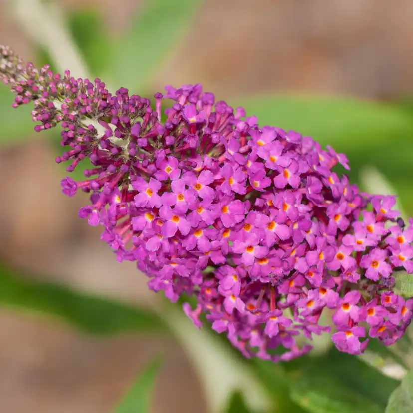 Prydnadsbuske Omnia Garden Syrénbuddleja Fjärilsbuske Miss Ruby