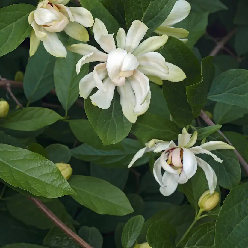 Kryddbuske Omnia Garden Venus