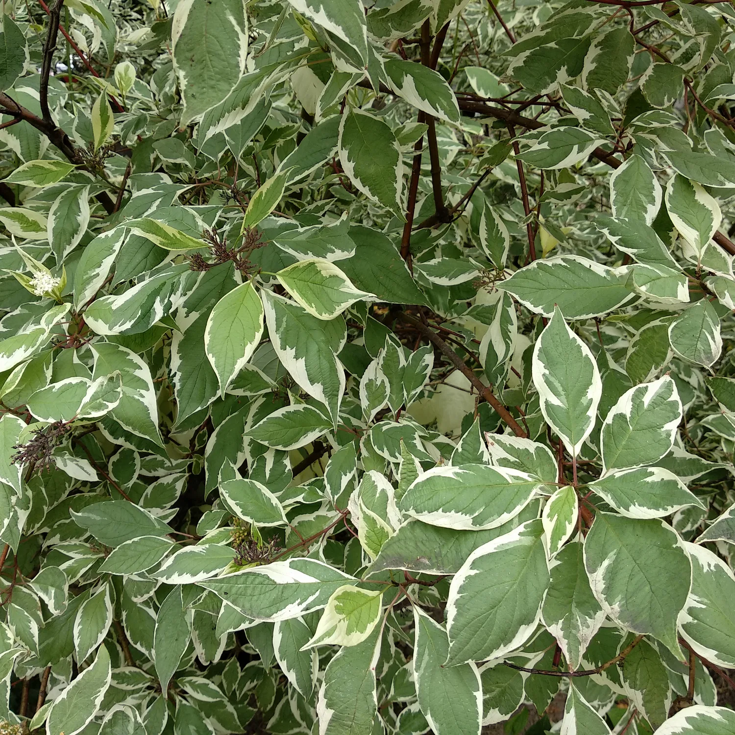 Prydnadsbuske Rysk Kornell Omnia Garden 30-50 cm