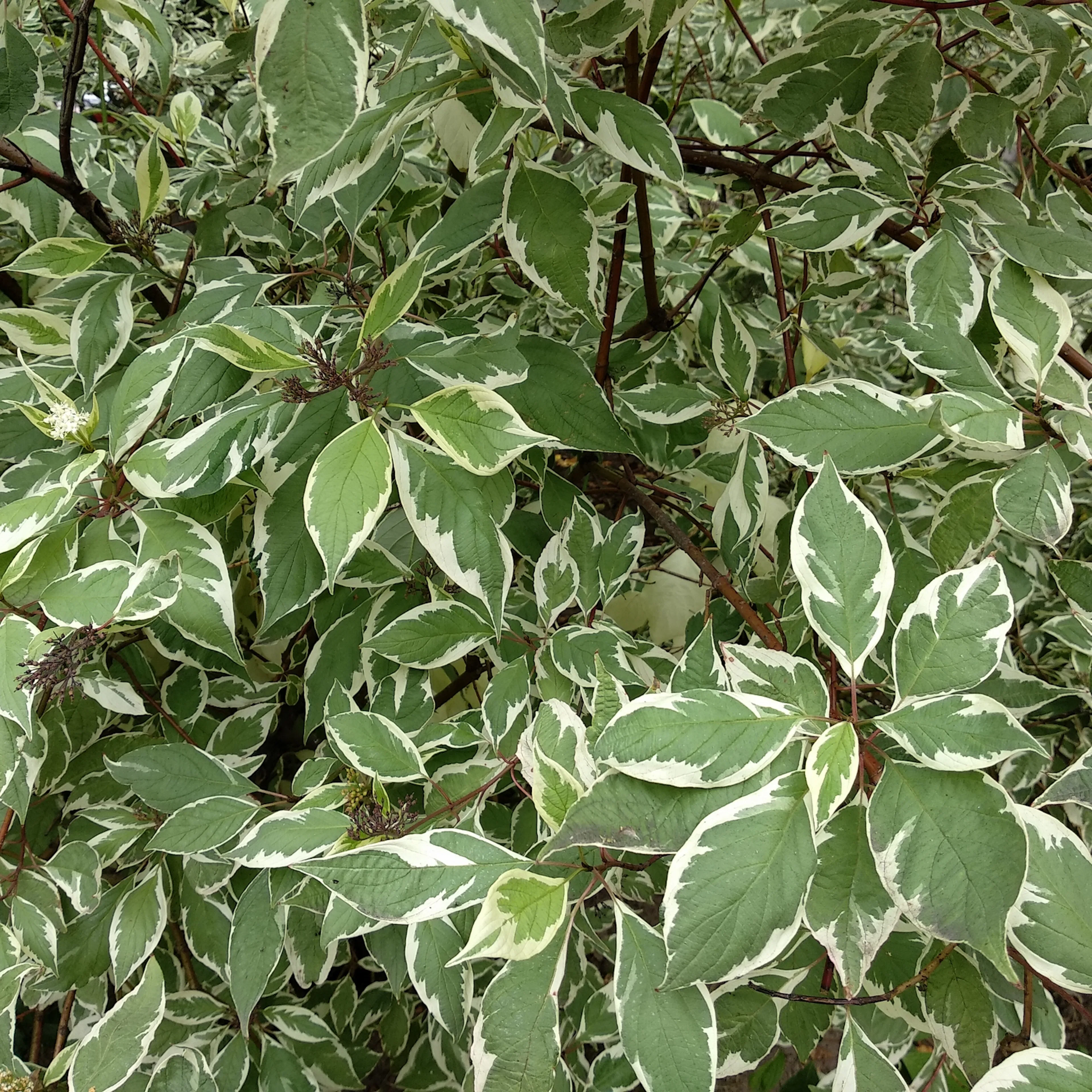 Prydnadsbuske Rysk Kornell Omnia Garden 30-50 cm