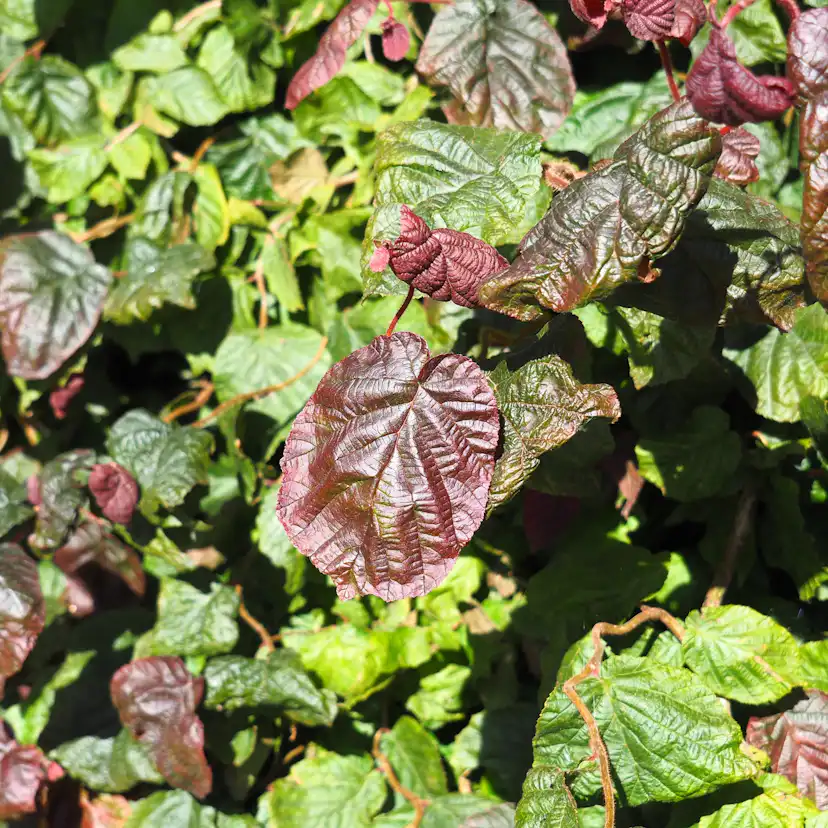 Prydnadsbuske Ormhassel Omnia Garden Rödbladig