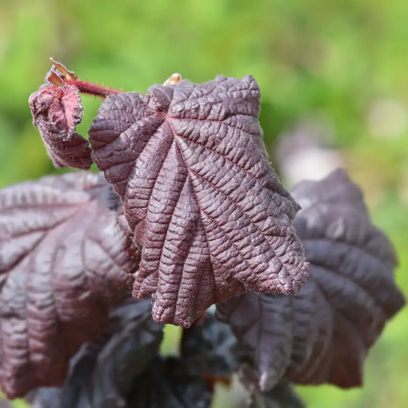 Prydnadsbuske Ormhassel Omnia Garden Rödbladig
