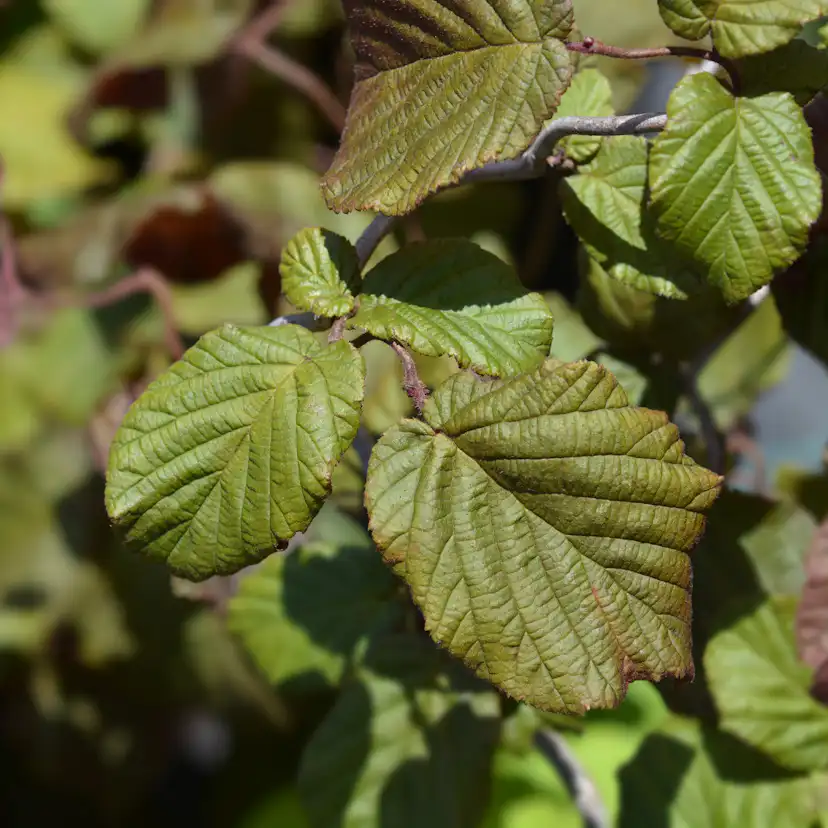 Prydnadsbuske Ormhassel Omnia Garden Rödbladig