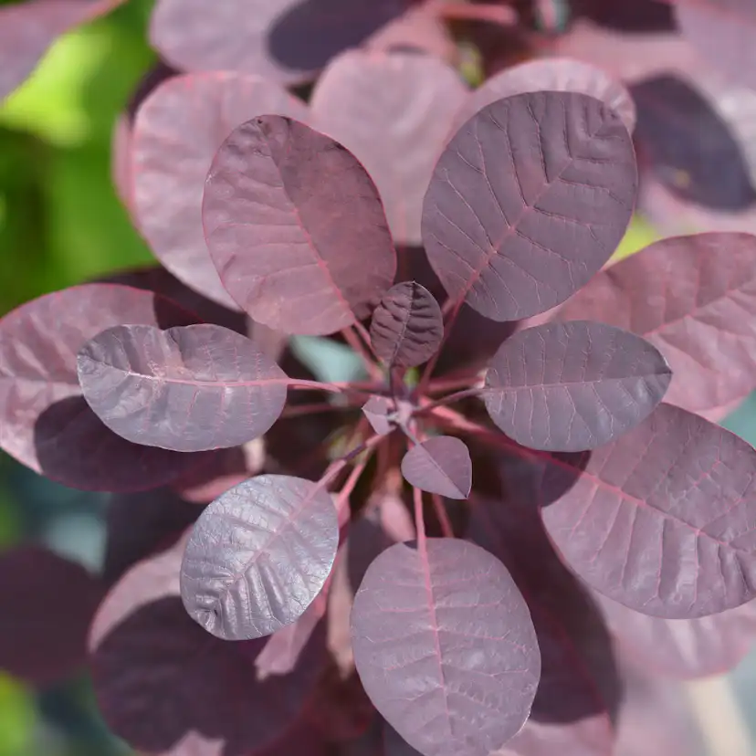 Perukbuske Omnia Garden Rödbladig Royal Purple